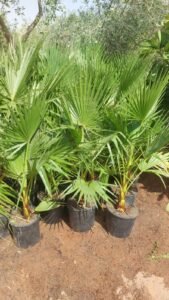 تنسيق حدائق الرياض (2)