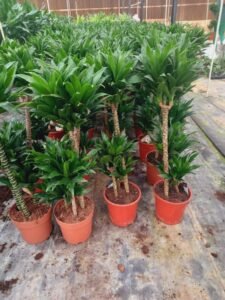 تنسيق حدائق الرياض (24)