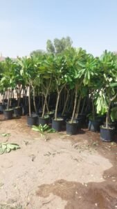 تنسيق حدائق الرياض (3)